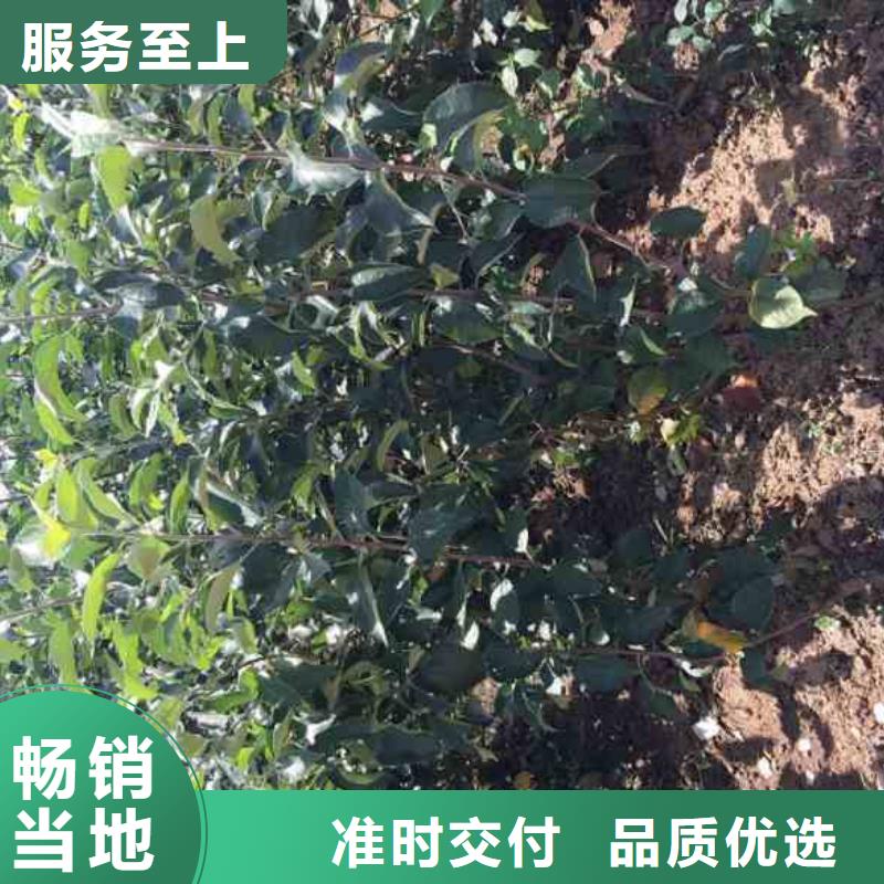 苹果苗,梨树苗性价比高