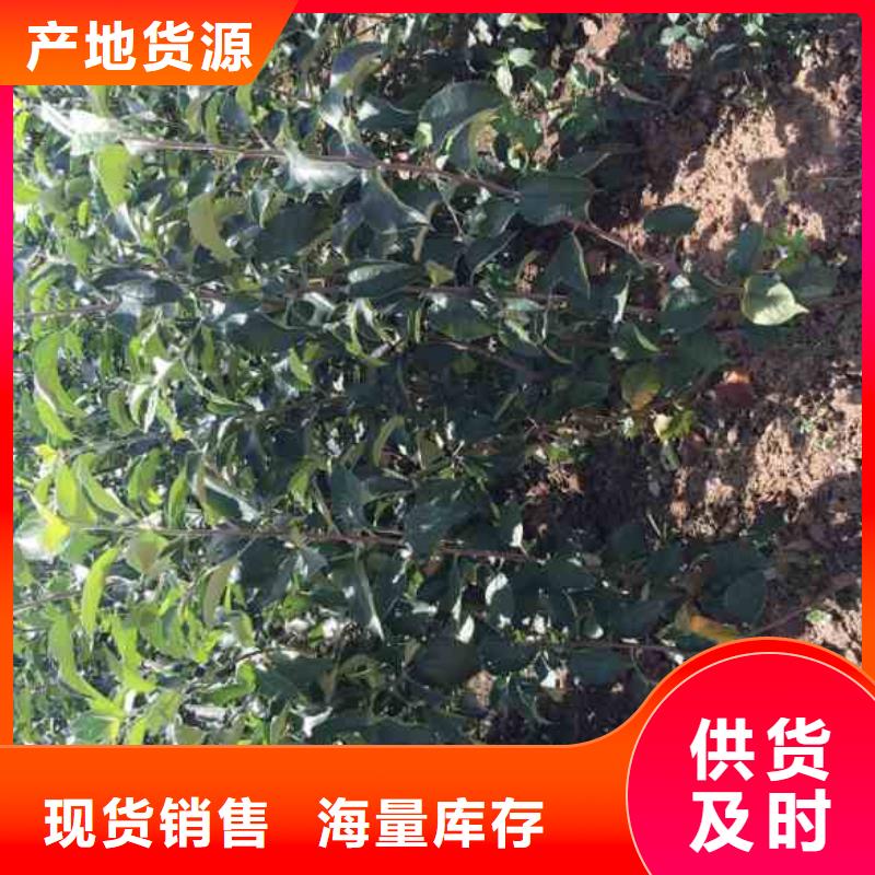 【苹果苗蓝莓苗无中间商厂家直销】