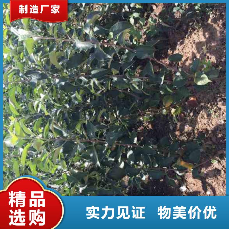 【苹果苗】核桃苗质量检测