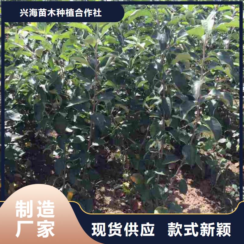 苹果苗,蓝莓苗一站式厂家