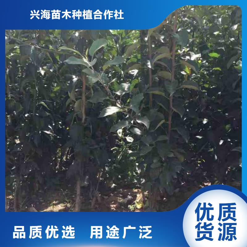 苹果苗桃树苗保质保量