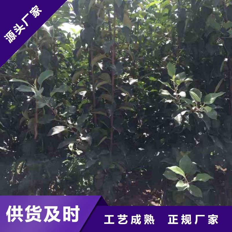 苹果苗李子苗厂家直销售后完善