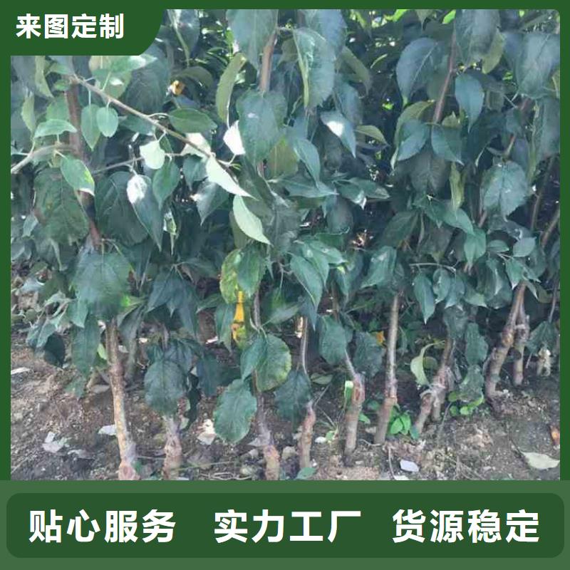 苹果苗-【花椒苗】源厂直销-兴海苗木种植社(南阳市分公司)-阿奇乐乐