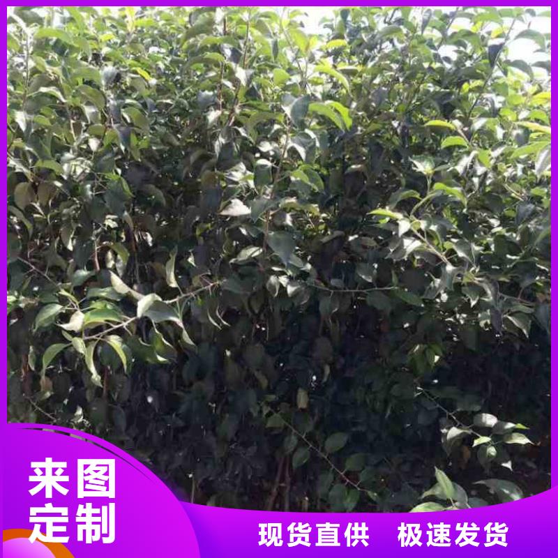苹果苗,蓝莓苗一站式厂家