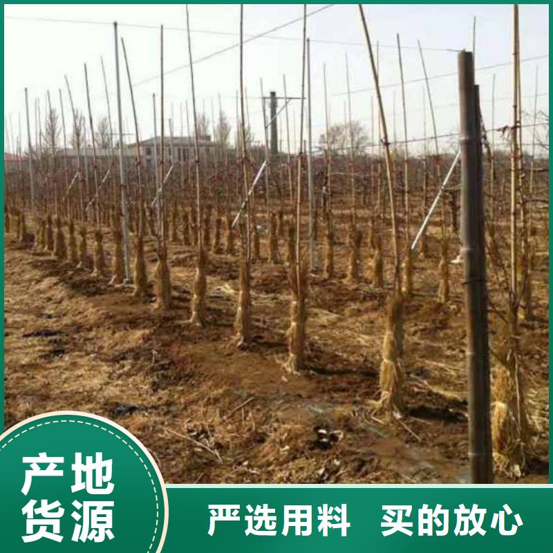 【苹果苗蓝莓苗无中间商厂家直销】