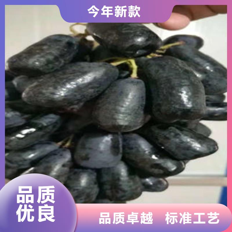 保障【葡萄苗】_桃树苗品质之选