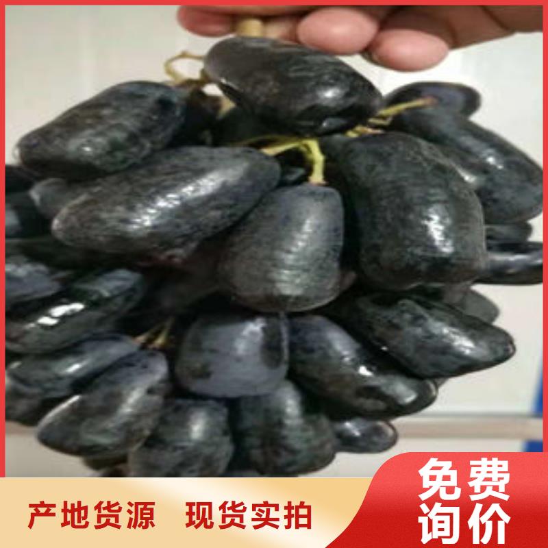 【葡萄苗】_桃树苗品质之选_兴海苗木种植社(丹东市分公司)
