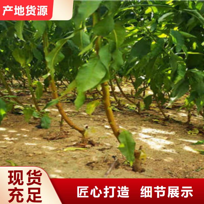 【葡萄苗】_桃树苗品质之选兴海