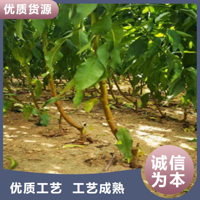 葡萄苗_【核桃苗】供货及时