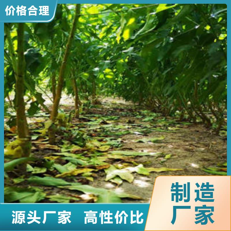 葡萄苗桃树苗货源足质量好