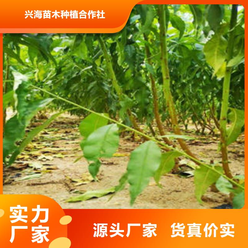 葡萄苗苹果苗应用领域