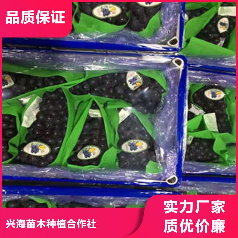 【葡萄苗】山楂苗精品选购