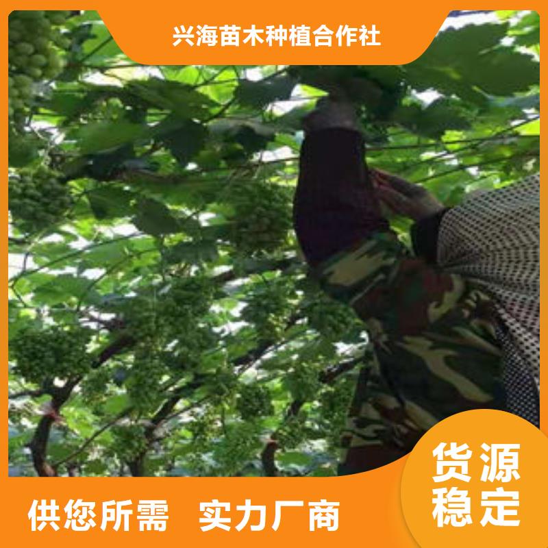 葡萄苗梨树苗可定制