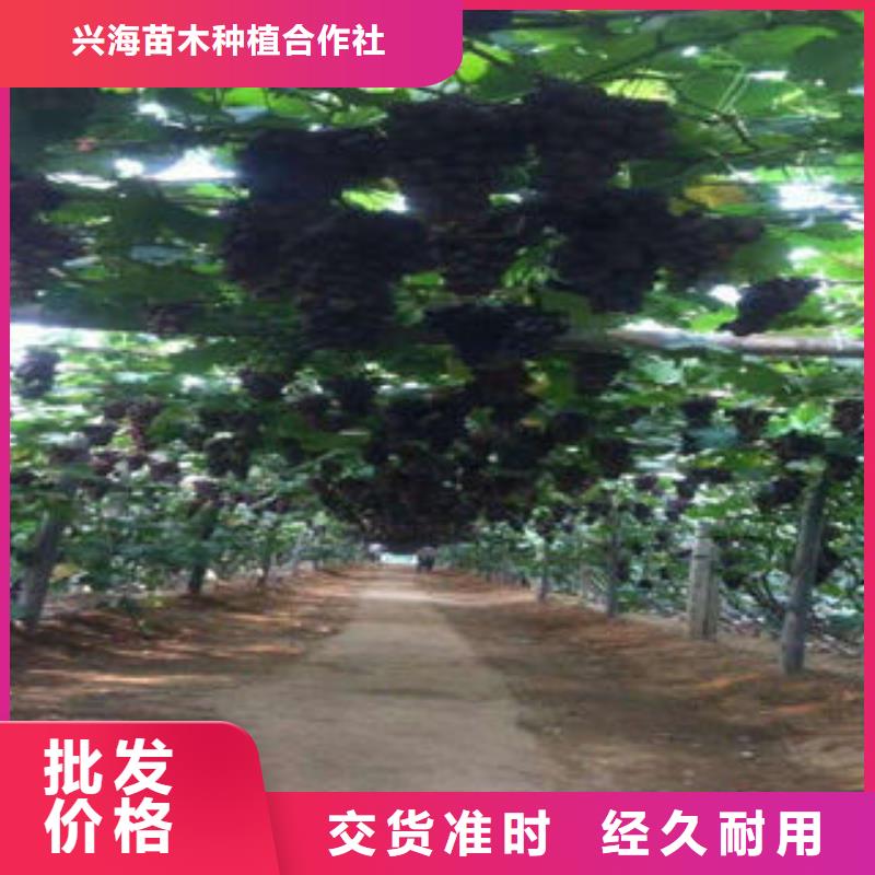 葡萄苗山楂苗选择我们选择放心