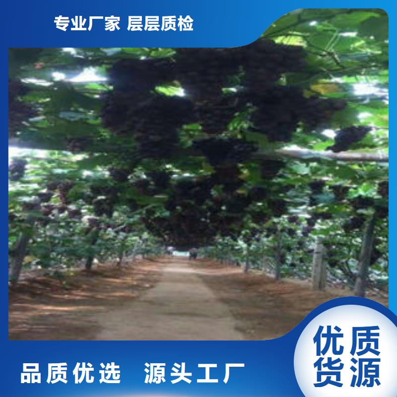 葡萄苗梨树苗可定制
