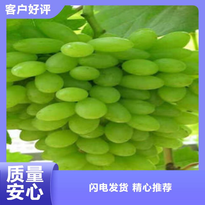 【葡萄苗】山楂苗精品选购
