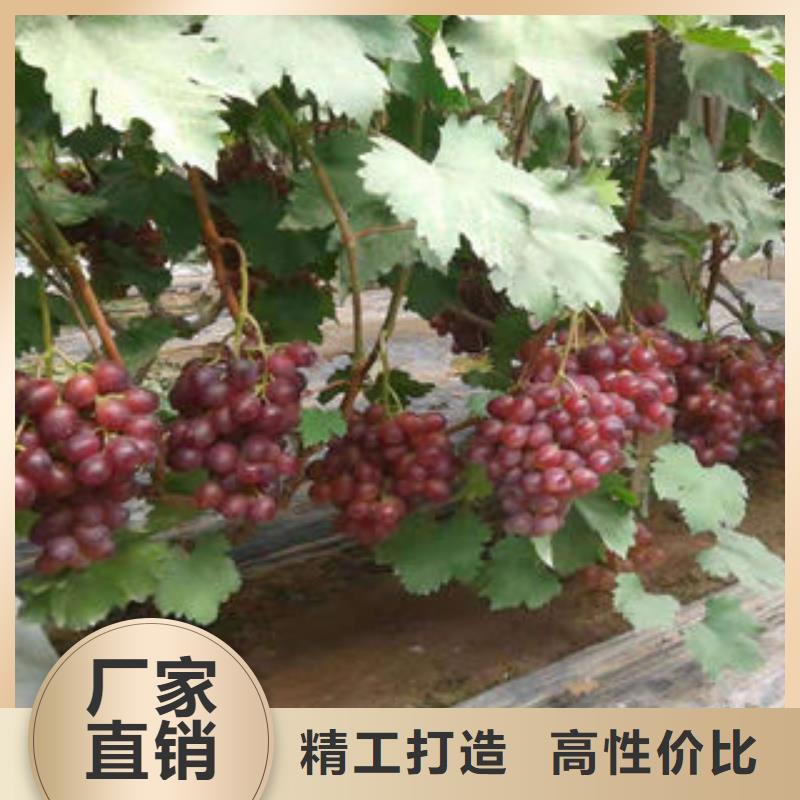 葡萄苗梨树苗应用范围广泛