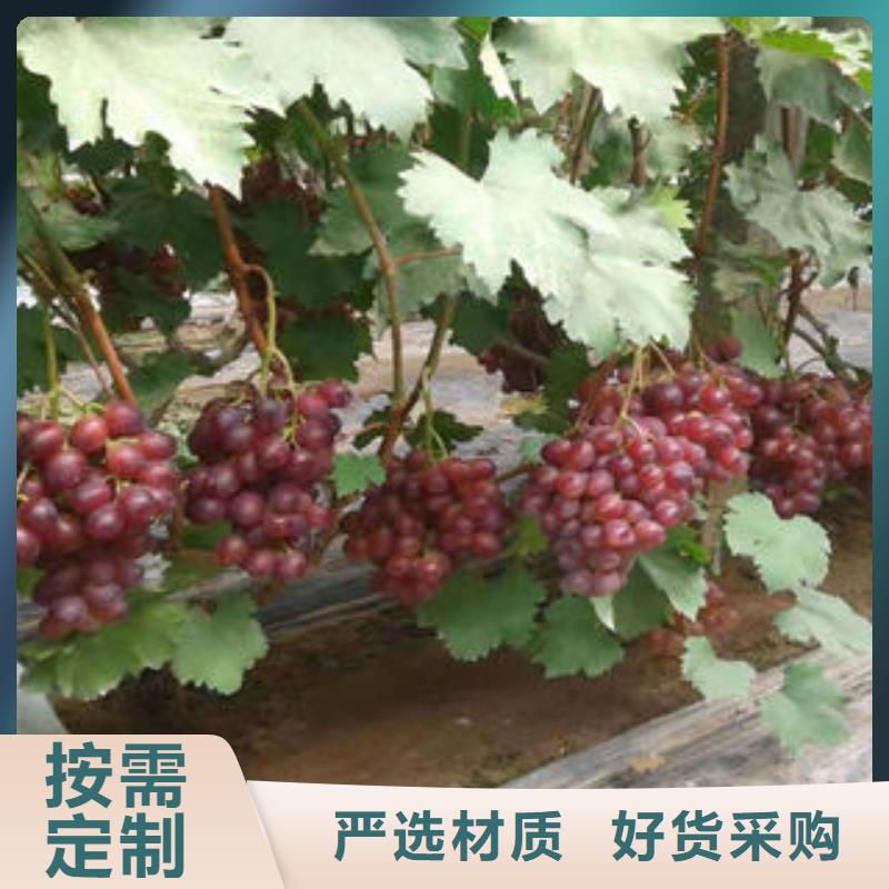 葡萄苗桃树苗来电咨询