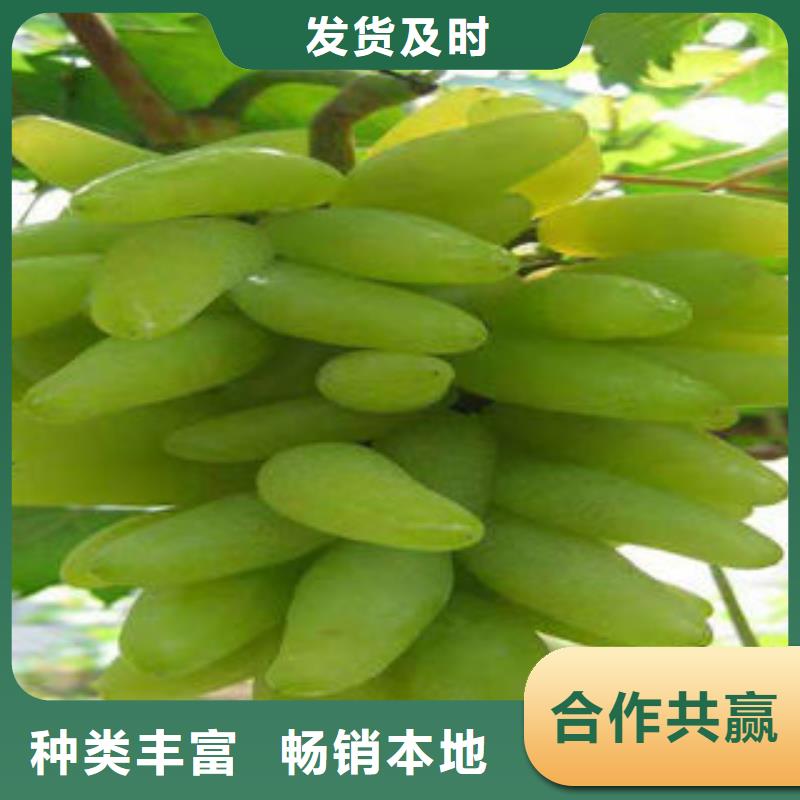 葡萄苗花椒苗畅销本地