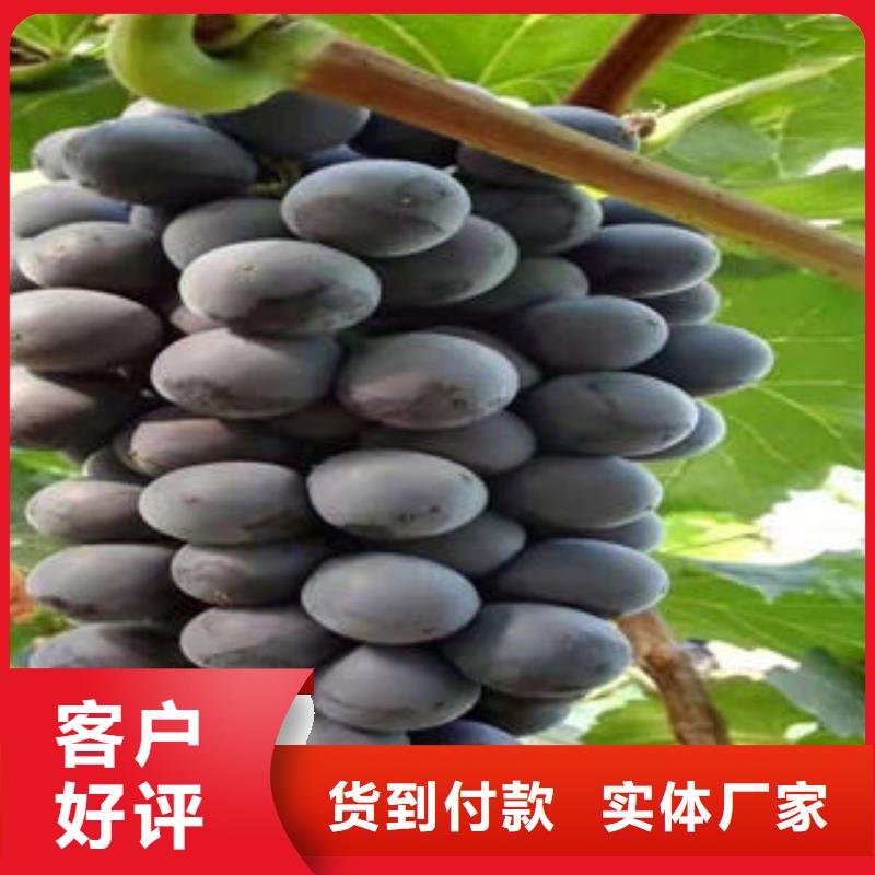 葡萄苗山楂苗选择我们选择放心