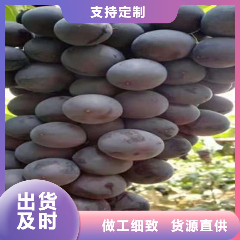 葡萄苗桃树苗质量安心