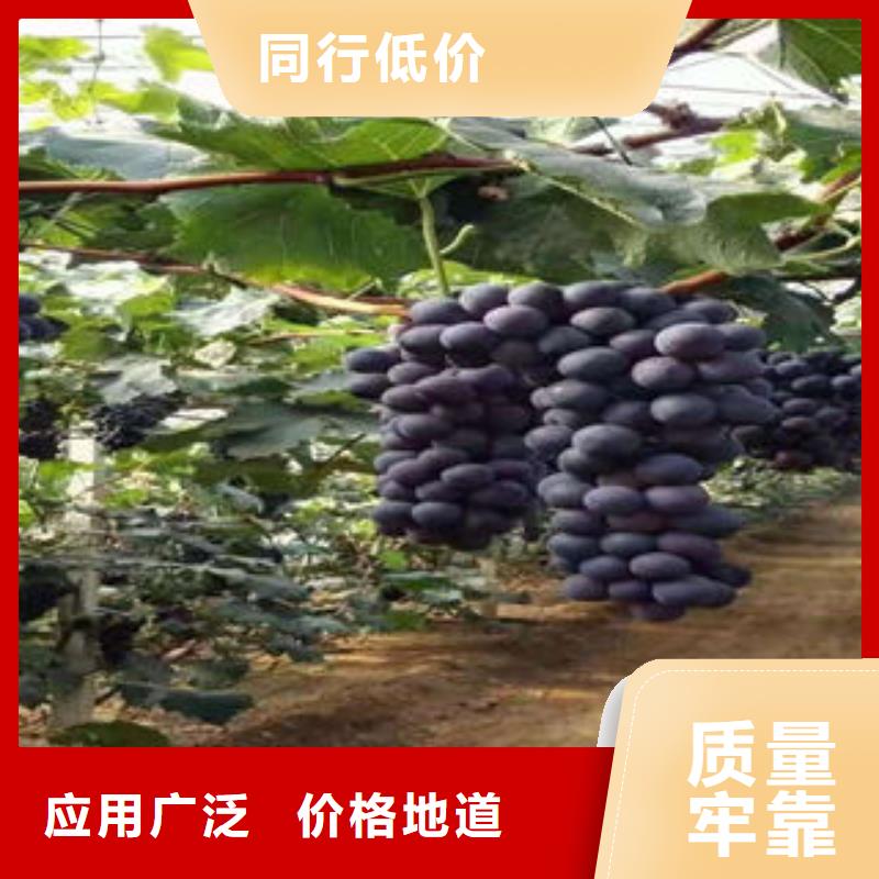 【葡萄苗】 苹果苗厂家大量现货兴海