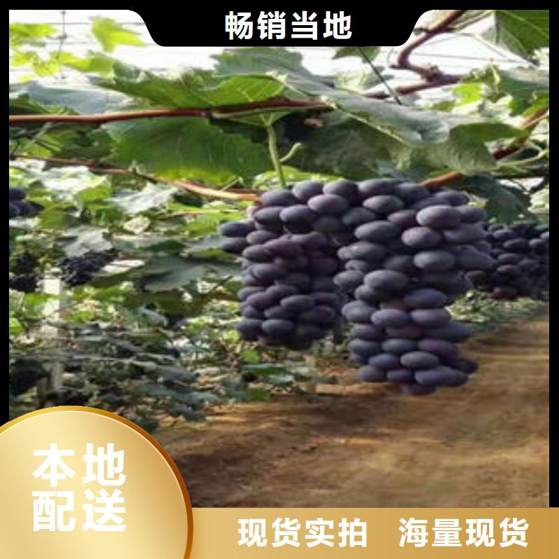 葡萄苗山楂苗一个起售