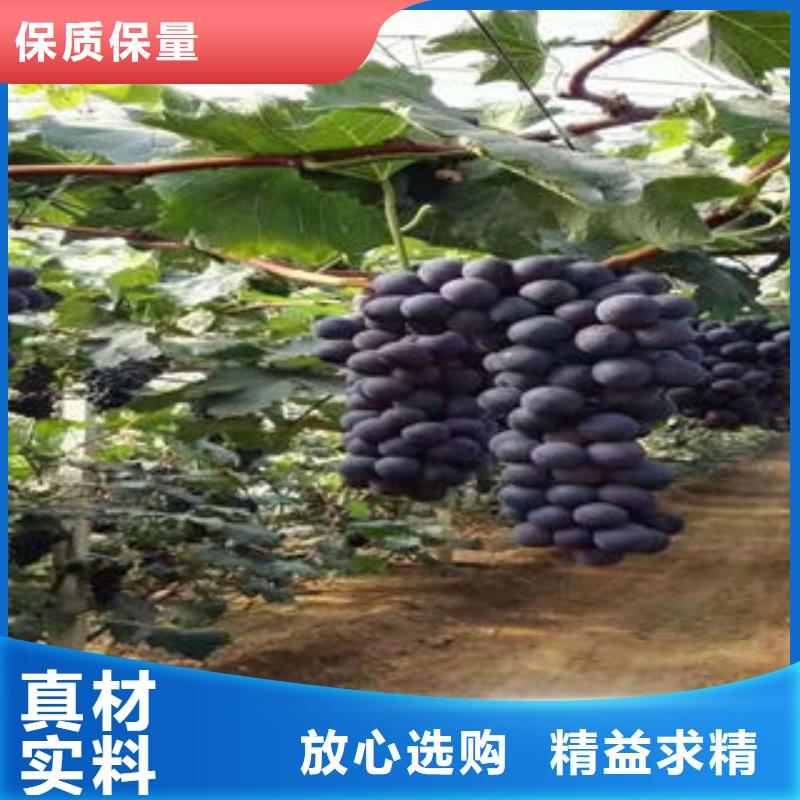 【葡萄苗】_桃树苗品质之选兴海