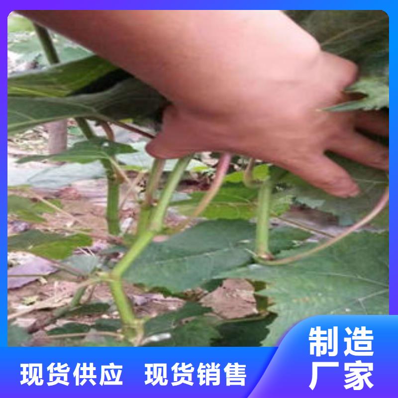 葡萄苗_梨树苗买的放心