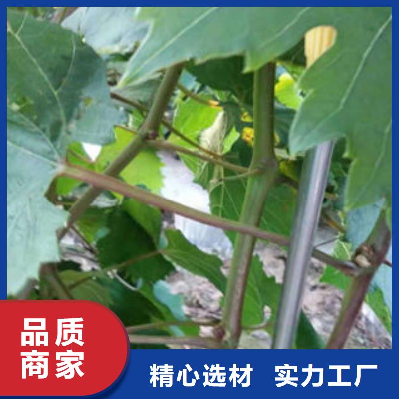 葡萄苗蓝莓苗厂家直销售后完善