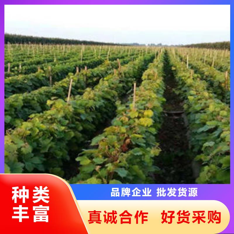 葡萄苗板栗苗工厂批发