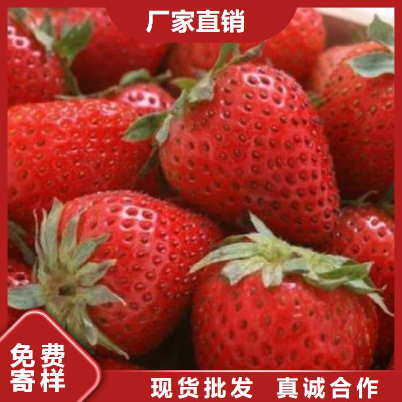 【草莓苗】_蓝莓苗用心制造兴海