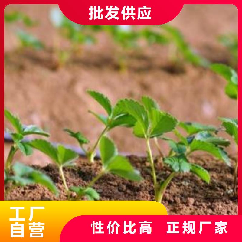 【草莓苗】桃树苗材质实在