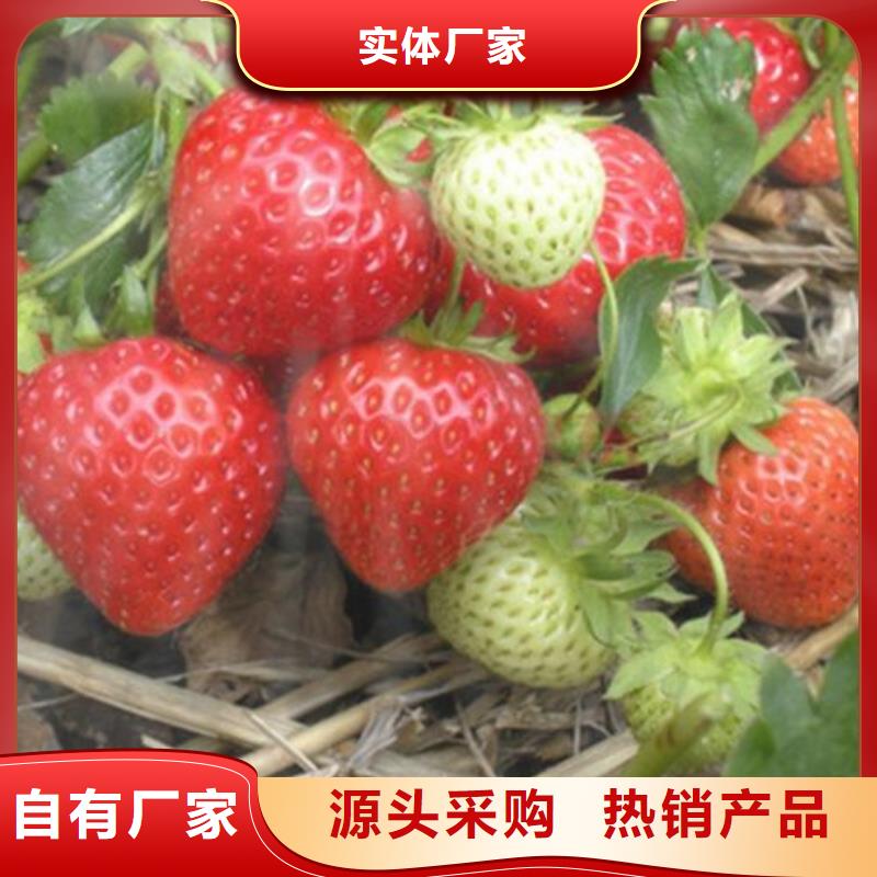 【草莓苗】_蓝莓苗用心制造兴海