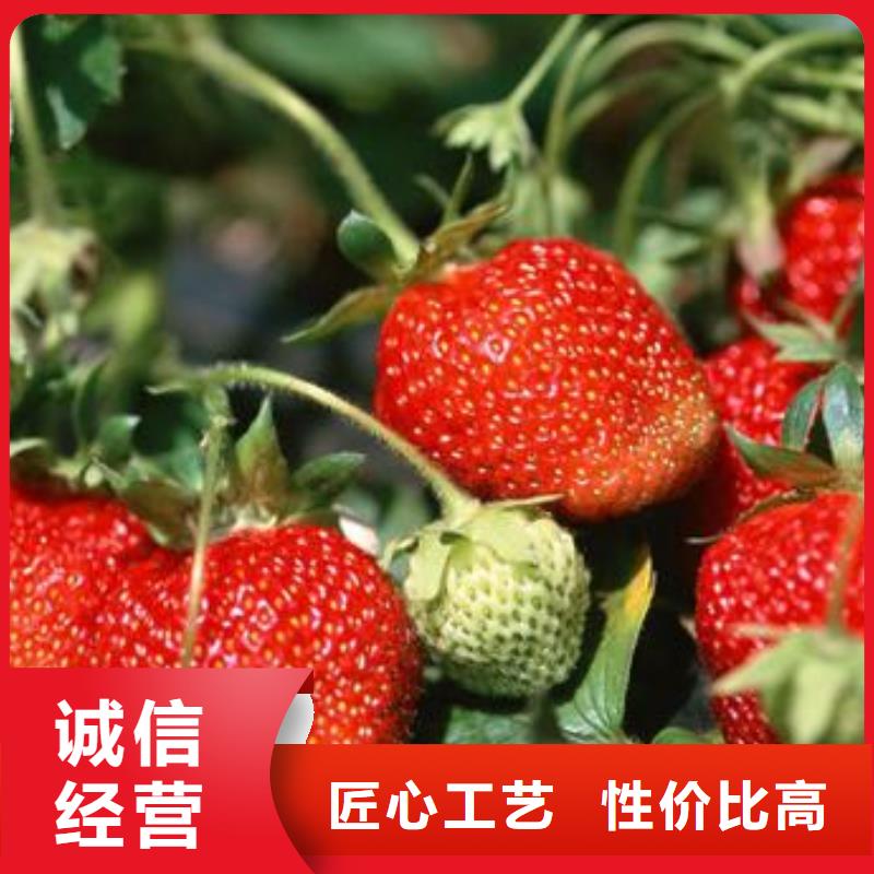 草莓苗,【花椒苗】支持定制批发