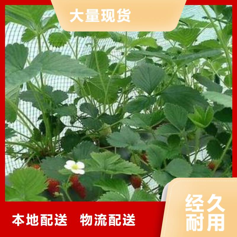 【草莓苗】_蓝莓苗用心制造兴海