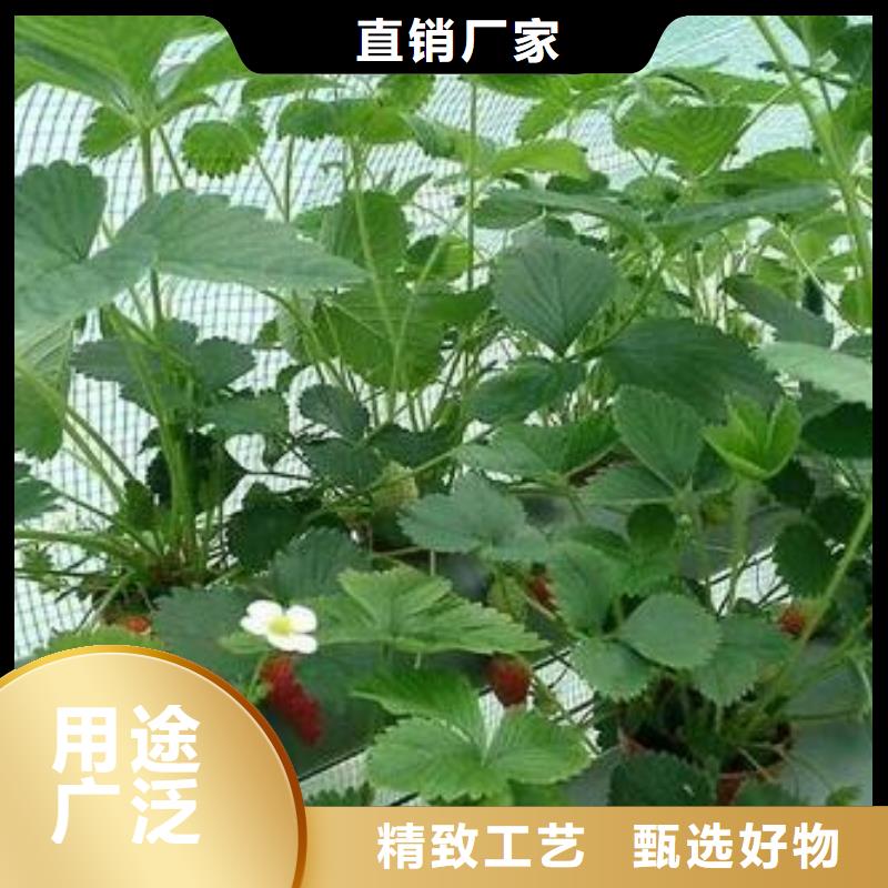 草莓苗【桃树苗】适用范围广