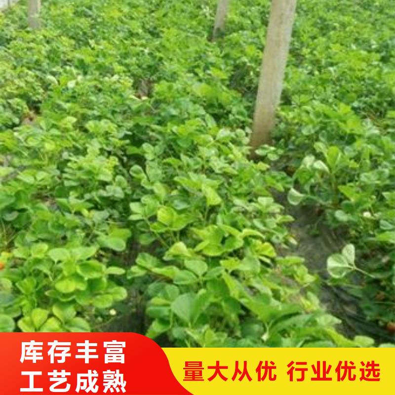 草莓苗梨树苗通过检测