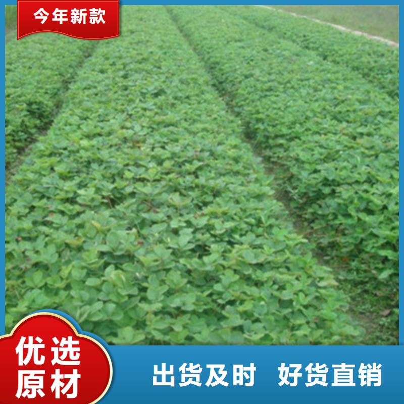 草莓苗【桃树苗】适用范围广