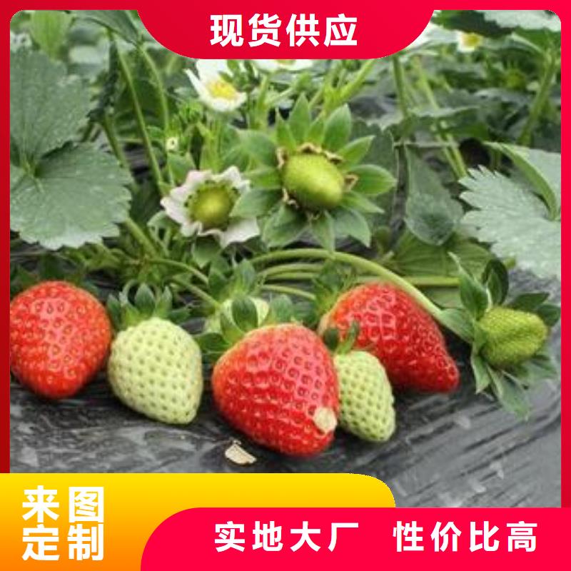 草莓苗板栗苗实体诚信经营