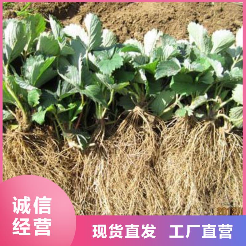 【草莓苗】桃树苗材质实在