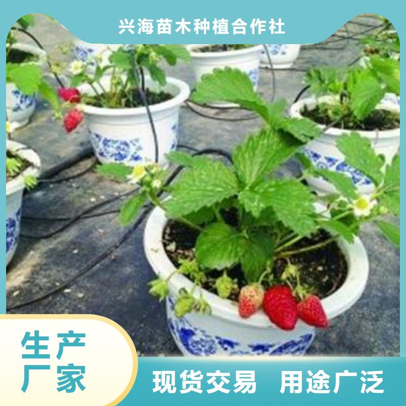 【草莓苗】桃树苗优质材料厂家直销