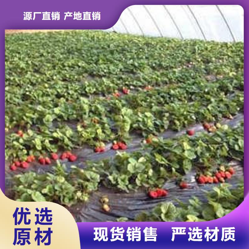 【草莓苗】桃树苗优质材料厂家直销