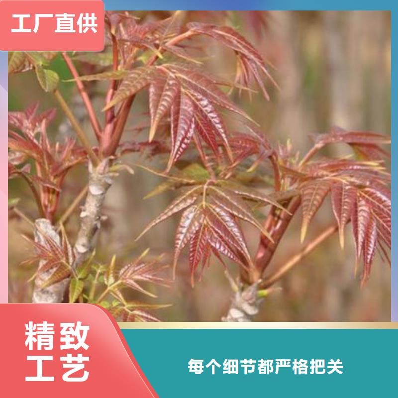 香椿苗_李子苗产地直销