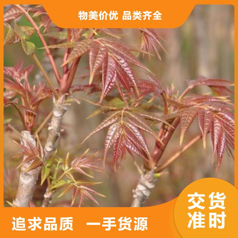 【香椿苗】_桃树苗联系厂家-服务区域包括苏家屯|法库|葫芦岛|阜新|锦州|本溪|盘锦|大连|朝阳等-产品视频