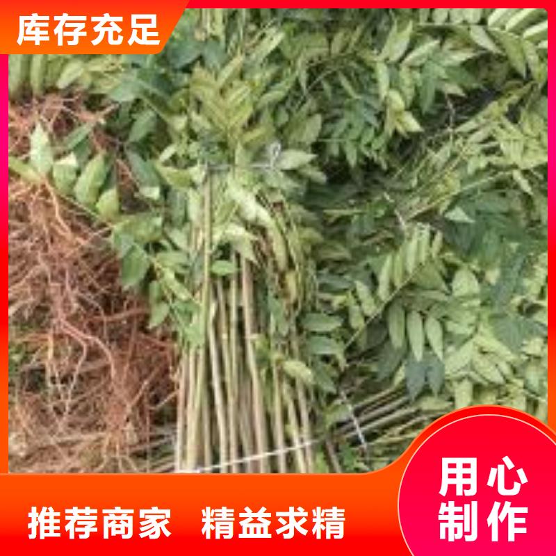 香椿苗桃树苗实力优品