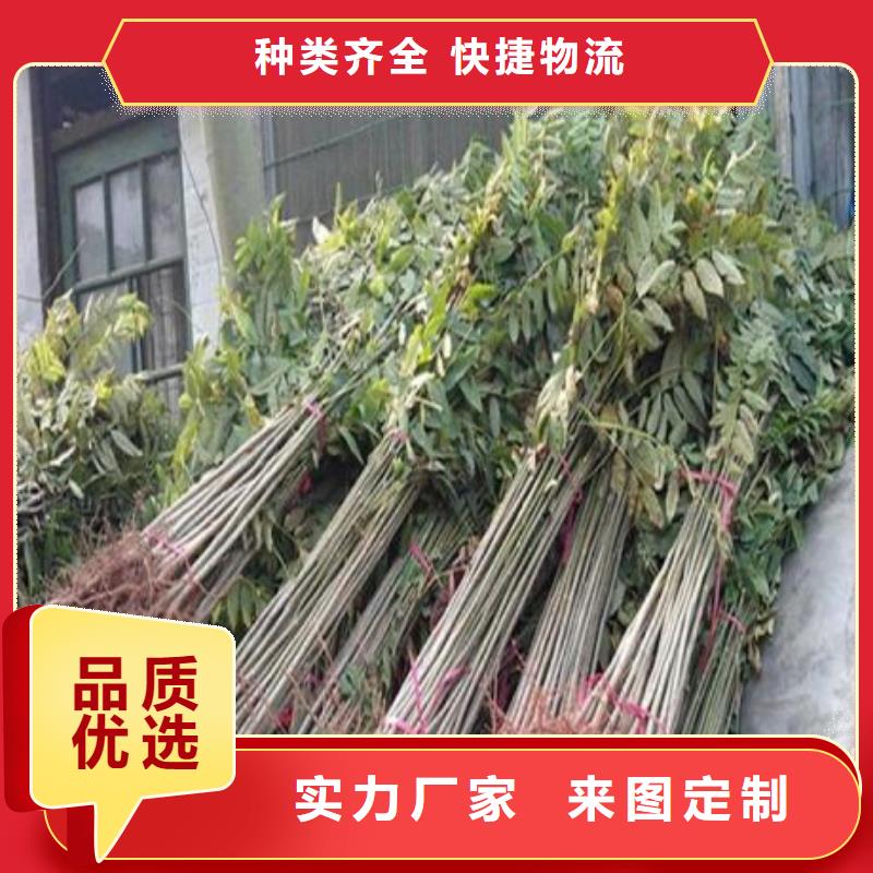 武穴|罗田|宜昌|荆州|荆门|随州|襄阳|恩施|孝感【 香椿苗-板栗苗精品选购】一站式采购方便省心