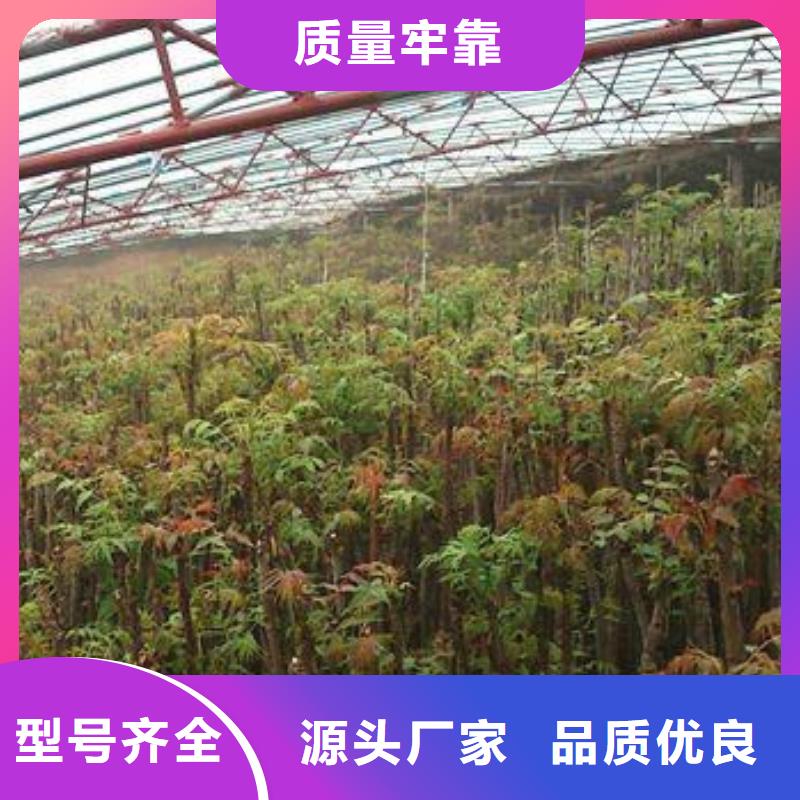 香椿苗,【板栗苗】专心专注专业