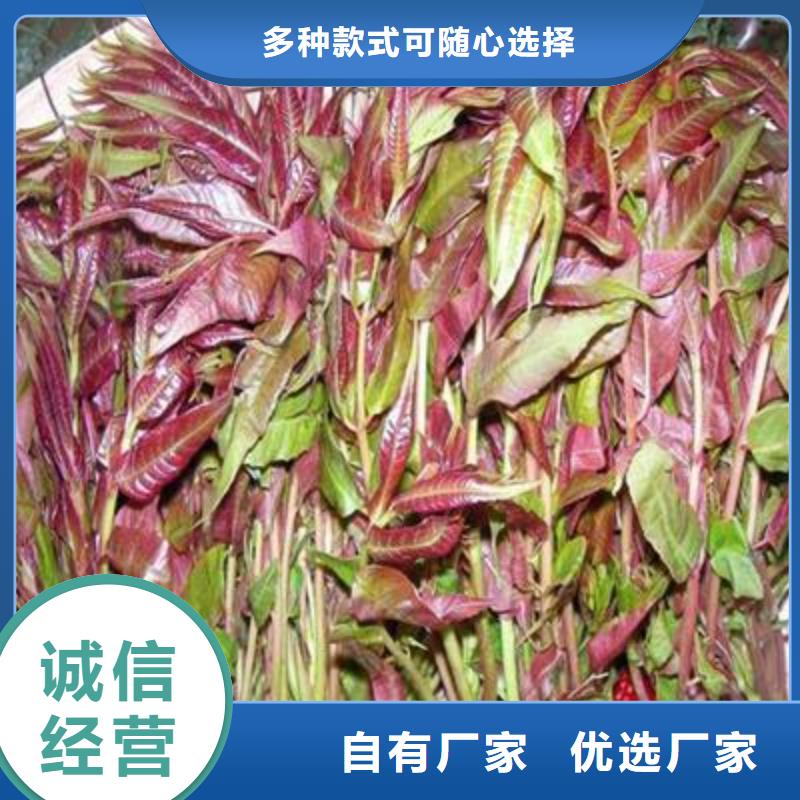 香椿苗_板栗苗老客户钟爱