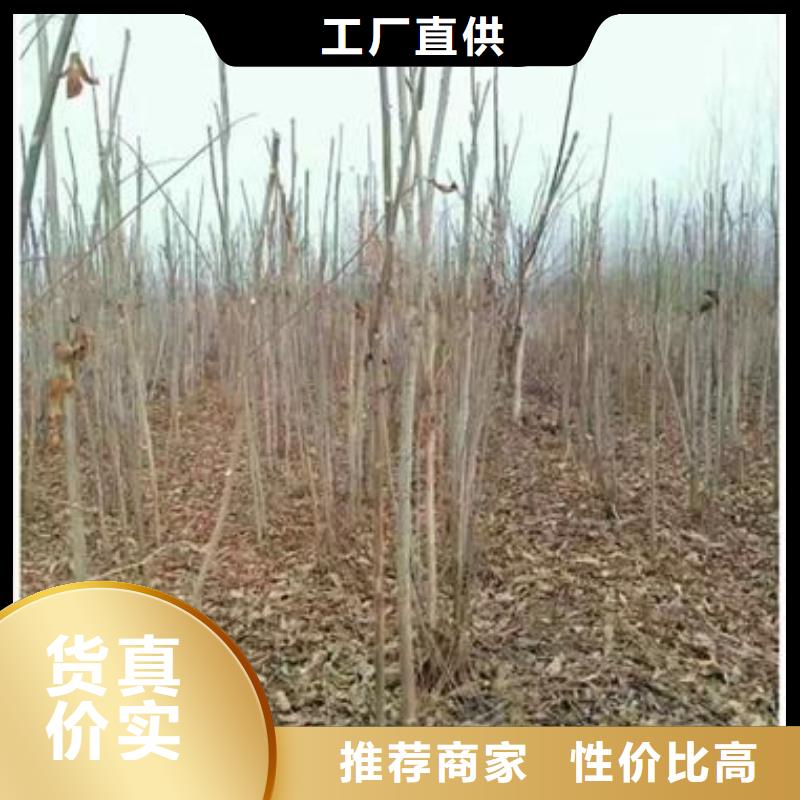 【香椿苗】梨树苗厂家直销安全放心